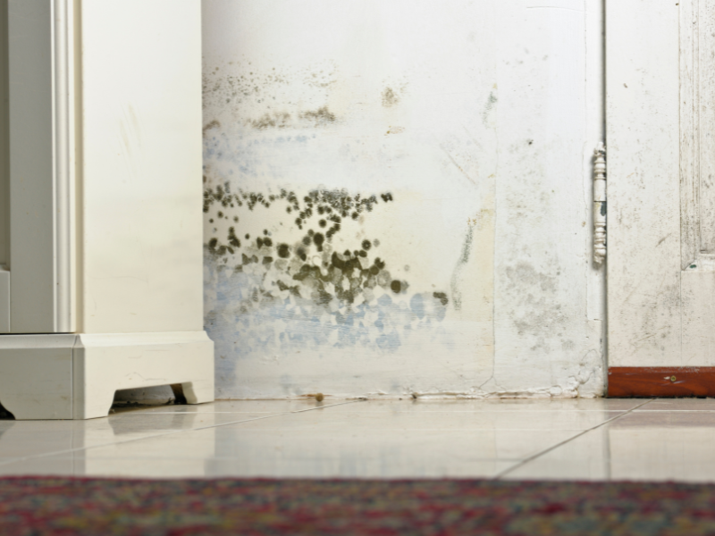 Cách Xử Lý Tường Bị Thấm Mốc Triệt Để: Bí Quyết Từ Chuyên Gia Xây Dựng